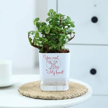 Plants 